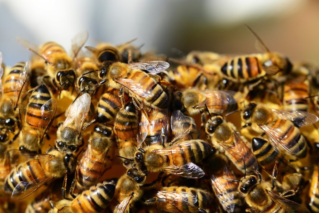 10,000 Bees and their keepers hold protest